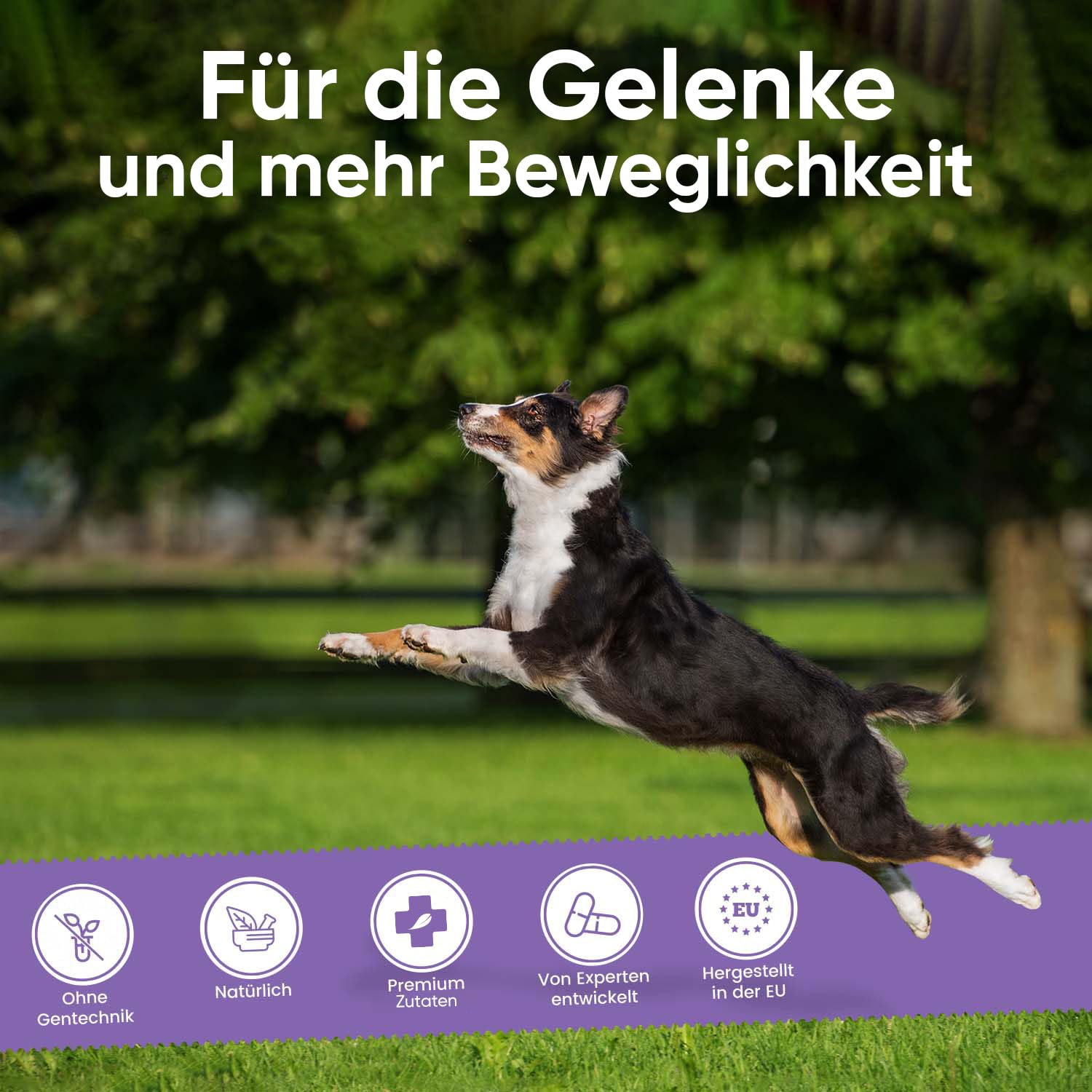 Glucosamin Chondroitin Komplex - 180 Kapseln - Knorpelaufbau, Gelenke & Knochen - Gelenkkapseln Hunde & Katzen - Mit Kurkuma, Ingwer, Vitamin C - Alternative zu Gelenktabletten, Grünlippmuschelpulver