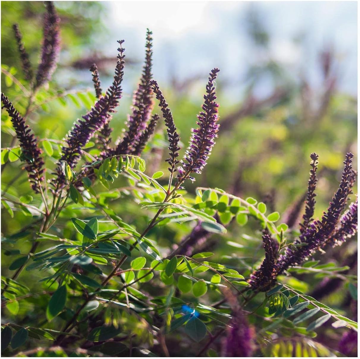 Everwilde Farms - 1/4 Lb False Indigo Native Wildflower Seeds - Gold Vault