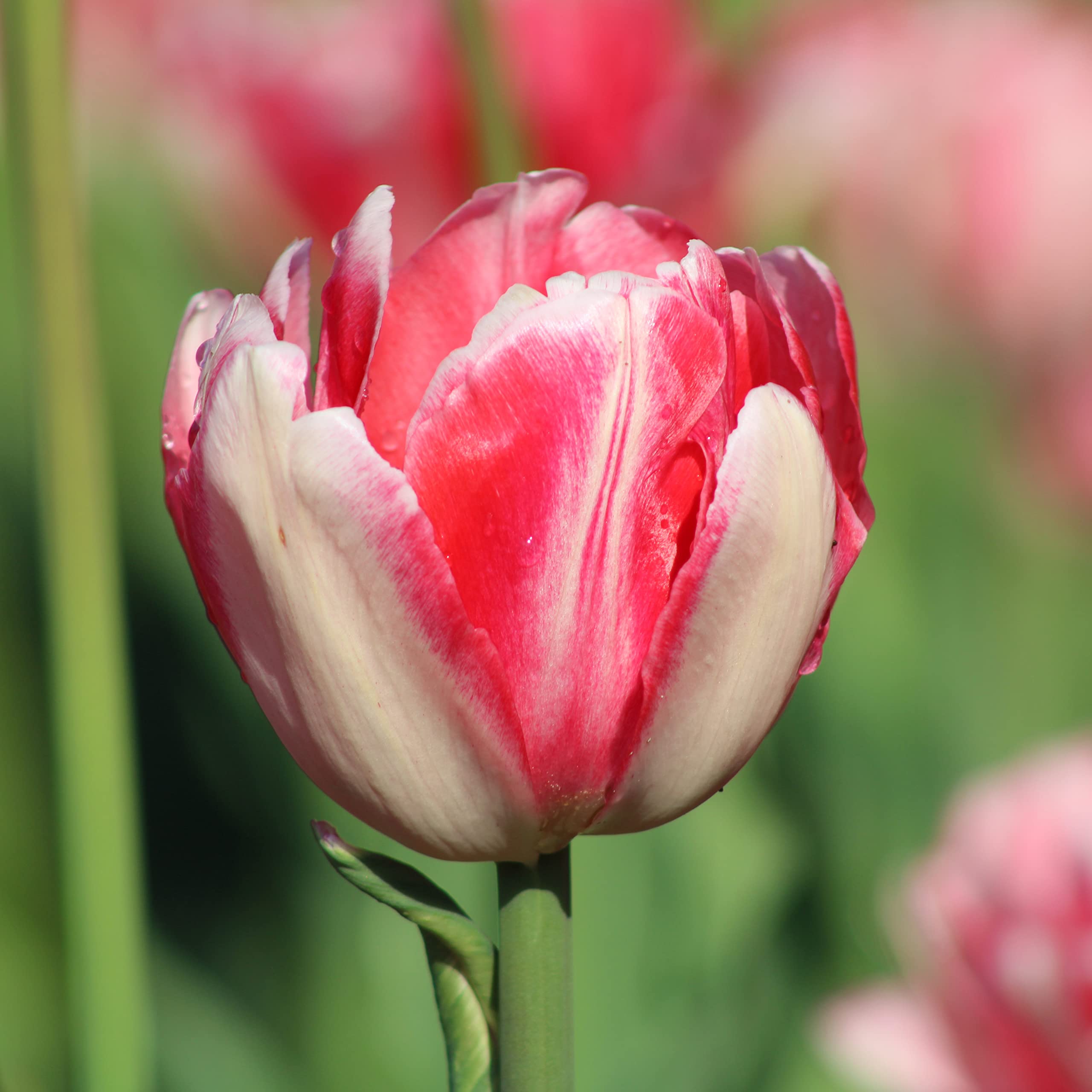 Tulpenzwiebeln Mehrjährig Winterhart Gartendekoration Seltene Blumen Einfach zu wachsen-15 Zwiebeln,D