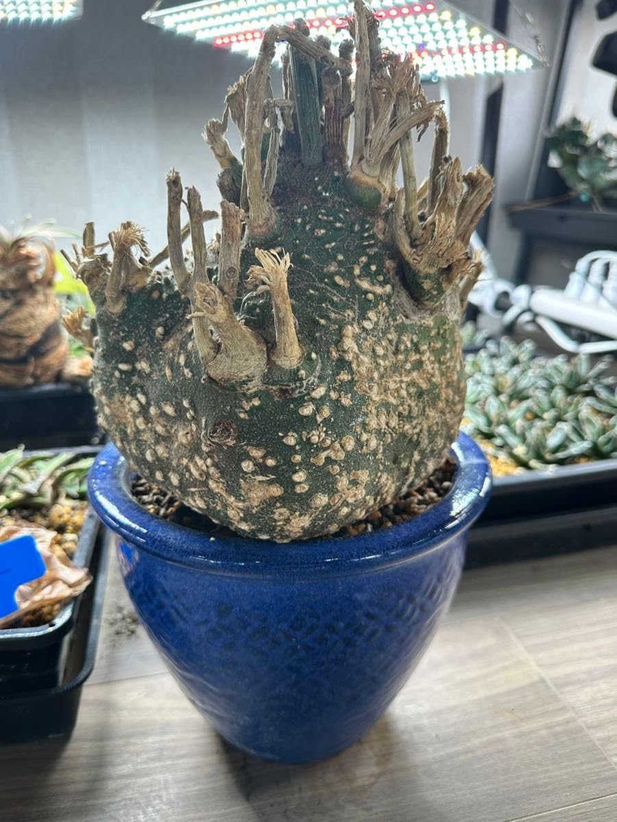 Adenia アデニア グロボーサ 超特大 枝数多め※発根管理中