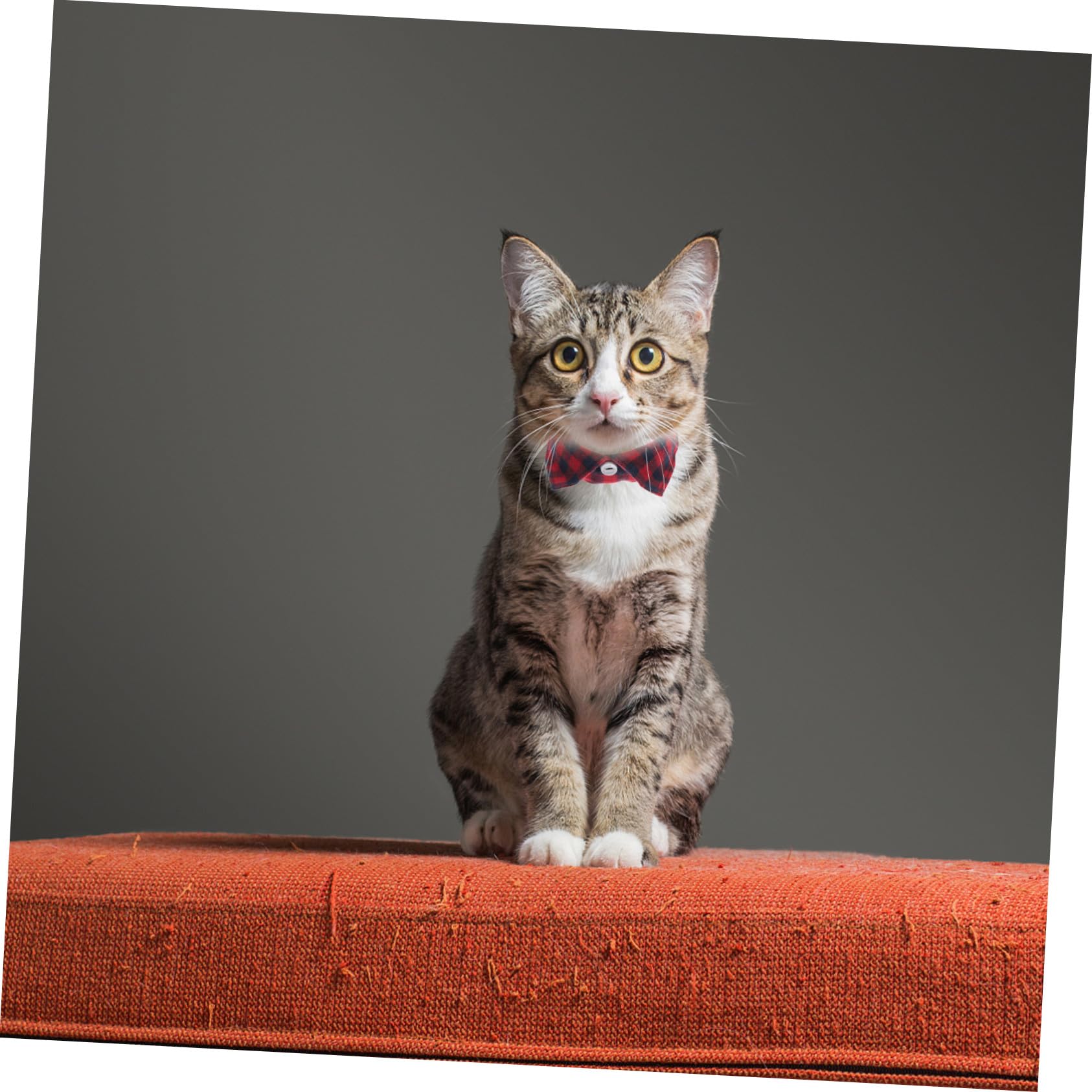 Happyyami 5stücke Verstellbares Katzenhalsband Mit Glocke Und Süßem Krawatten-Design Für Tägliche Nutzung Partys Und Fotoshootings Sicher Und Langlebig Für Katzen Und Kätzchen