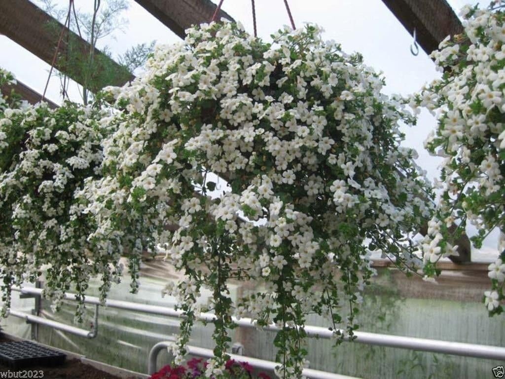 Bacopa.100 pelleted seeds - Perfect Flowers for hanging baskets and windowboxes!