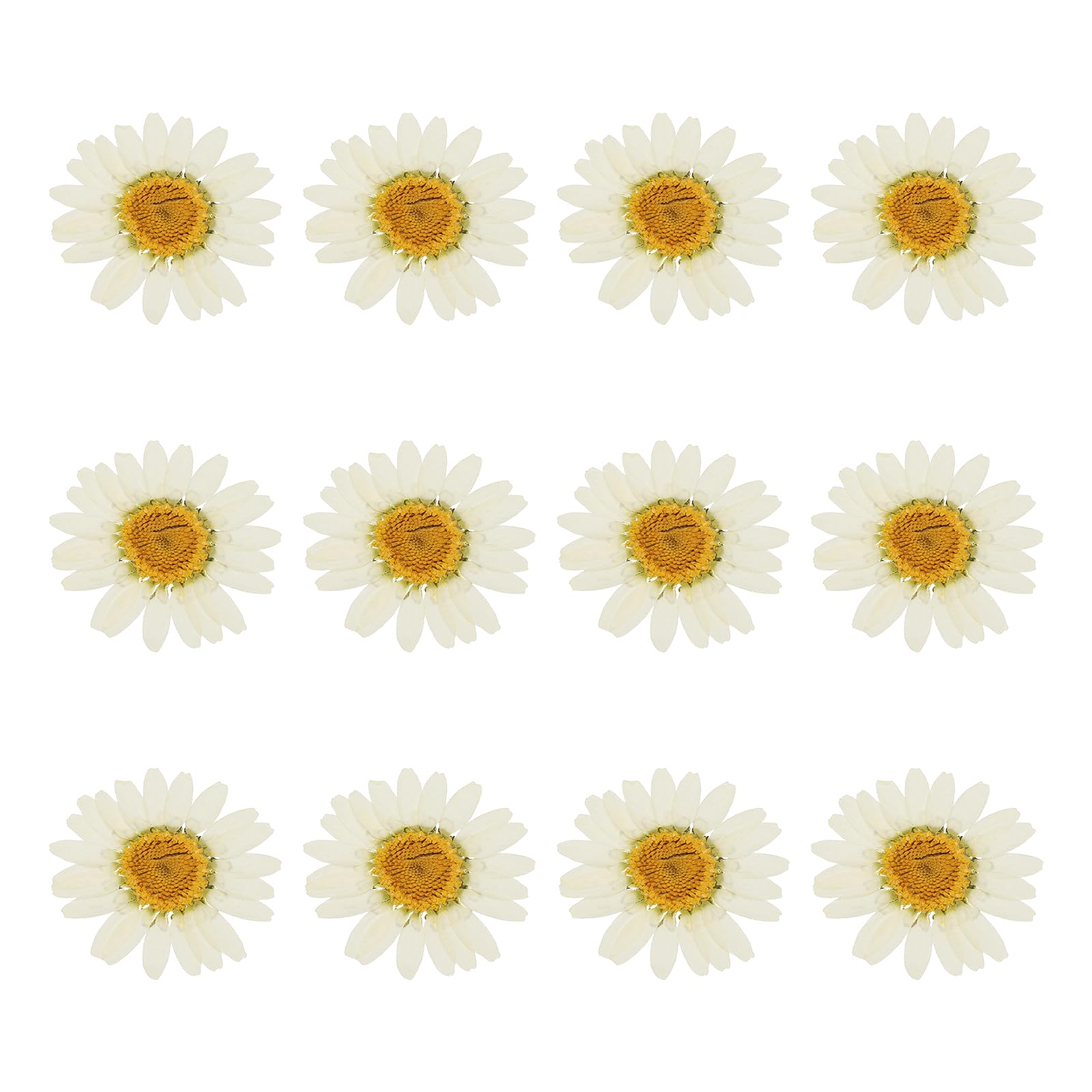 sourcing map 12Pcs Dried Pressed Flowers, 1-1.2" Colorful Dried Pressed Chrysanthemum Flowers Bulk for Nail Art Resin Jewelry Candle Card Making Scrapbook Phone Case Decoration, White