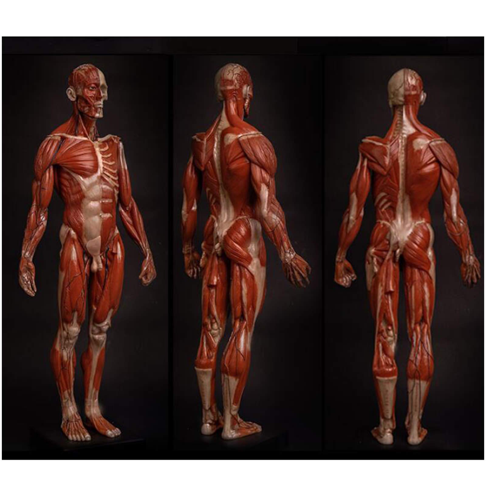 Modèle de Figure d'anatomie Humaine - Modèle de Peinture de Figure d'anatomie Masculine de 23,6 Pouces - Modèle Anatomique Humain d'os et de Peau - pour l'étude du Dessin d'artiste médical, A
