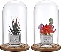JUXYES Pack of 2 Glass Cloche Display Domes with Wood Base - Clear Bell Jar Terrarium for Plants, Collectibles & Figurines