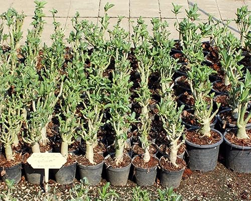 Miniatura 3 de Juego de 4 plantas de árbol bonsái Adenium Thai Socotranum Desert Rose Bonsai Decoración Registrado Track Online 100% garantía Satisfacción