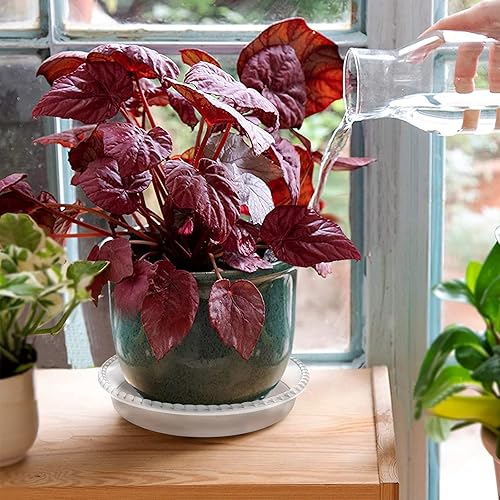 Miniatura 3 de Paquete de 6 platillos transparentes de 14 pulgadas, bandejas de plástico duraderas para interiores, platillo para macetas de flores, bandeja