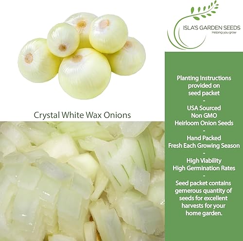 Miniatura 2 de Semillas de cebolla Crystal White Wax (Allium cepa) – Más de 500 semillas de reliquia sin OMG de Isla's Garden Seeds, cebollas pequeñas de estilo