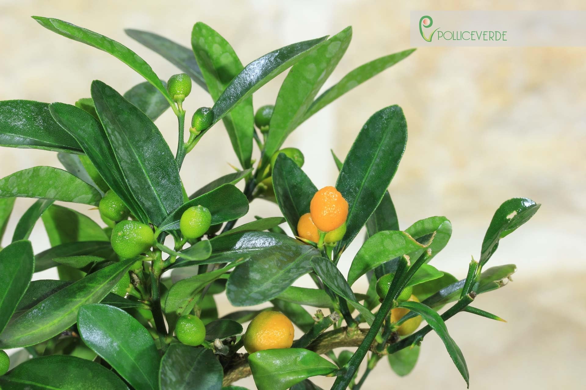 Pollice Verde - Bonsai Citrus Kinzu (Mandarino Nano) in Vaso Quadro Ceramica Bianca (15cm) – Pianta Vera di Agrumi Ornamentale – Idea Regalo Originale e Bomboniera