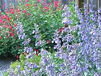 Vista 1 de 50 semillas de flores de hierba herbácea azul Nepeta Mussinii
