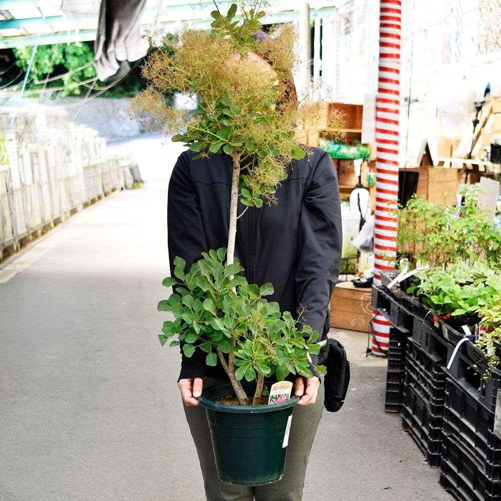 Amazon.co.jp: 国華園 鉢植え花木 スモークツリー グレース 7号鉢 1鉢