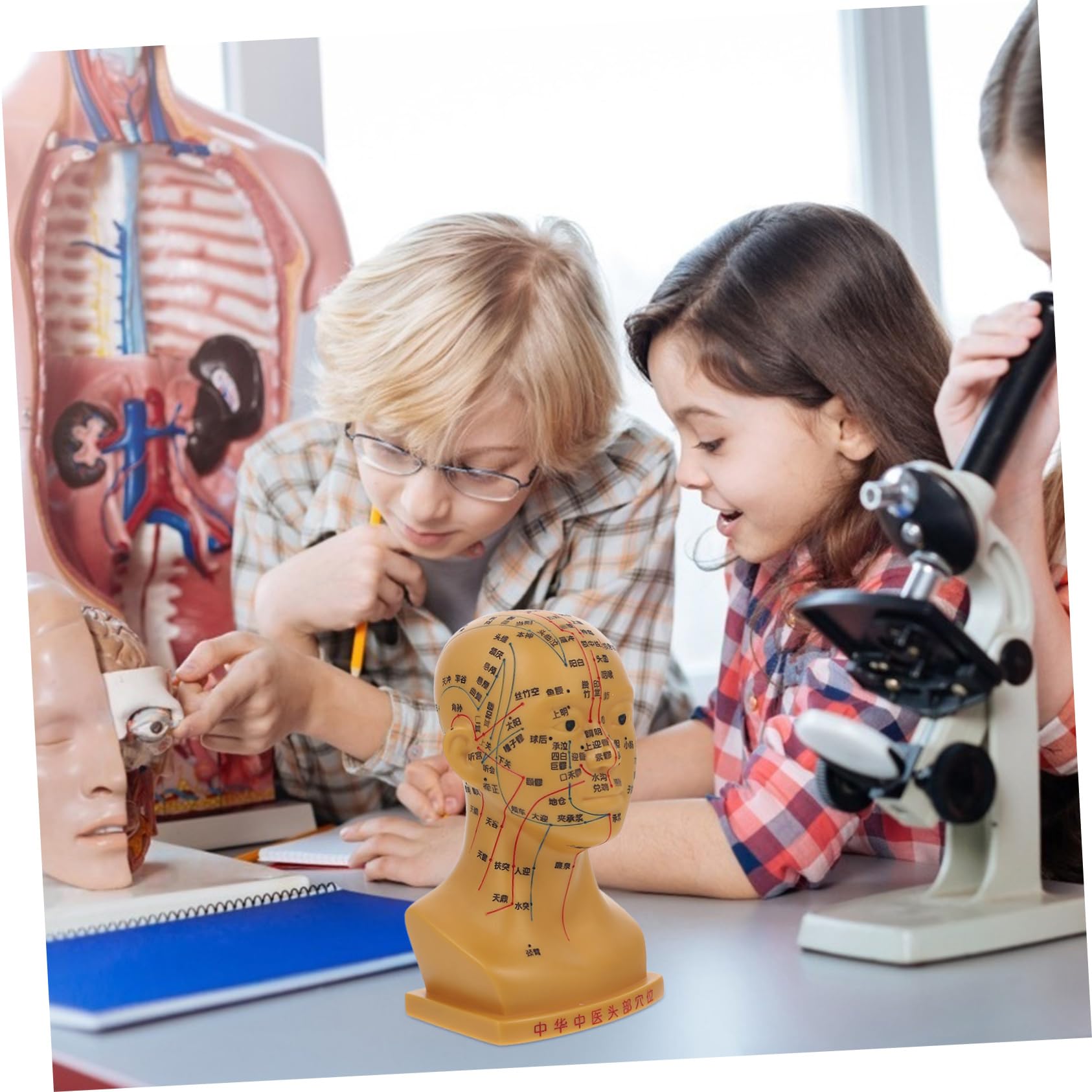 De Acupuntura Para Enseñanza De Puntos De Acupuntura y Meridianos Herramienta Para Escuelas y Hospitales