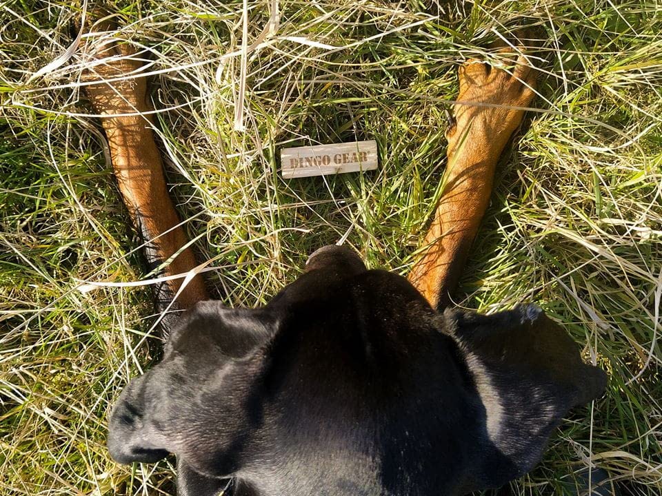 Dingo Gear Suchhundetrainingsausrüstung Fährtengegenstände Satz: Holz Leder Filz Kork Ausbildung von Hunden in Fährtenarbeit S06724
