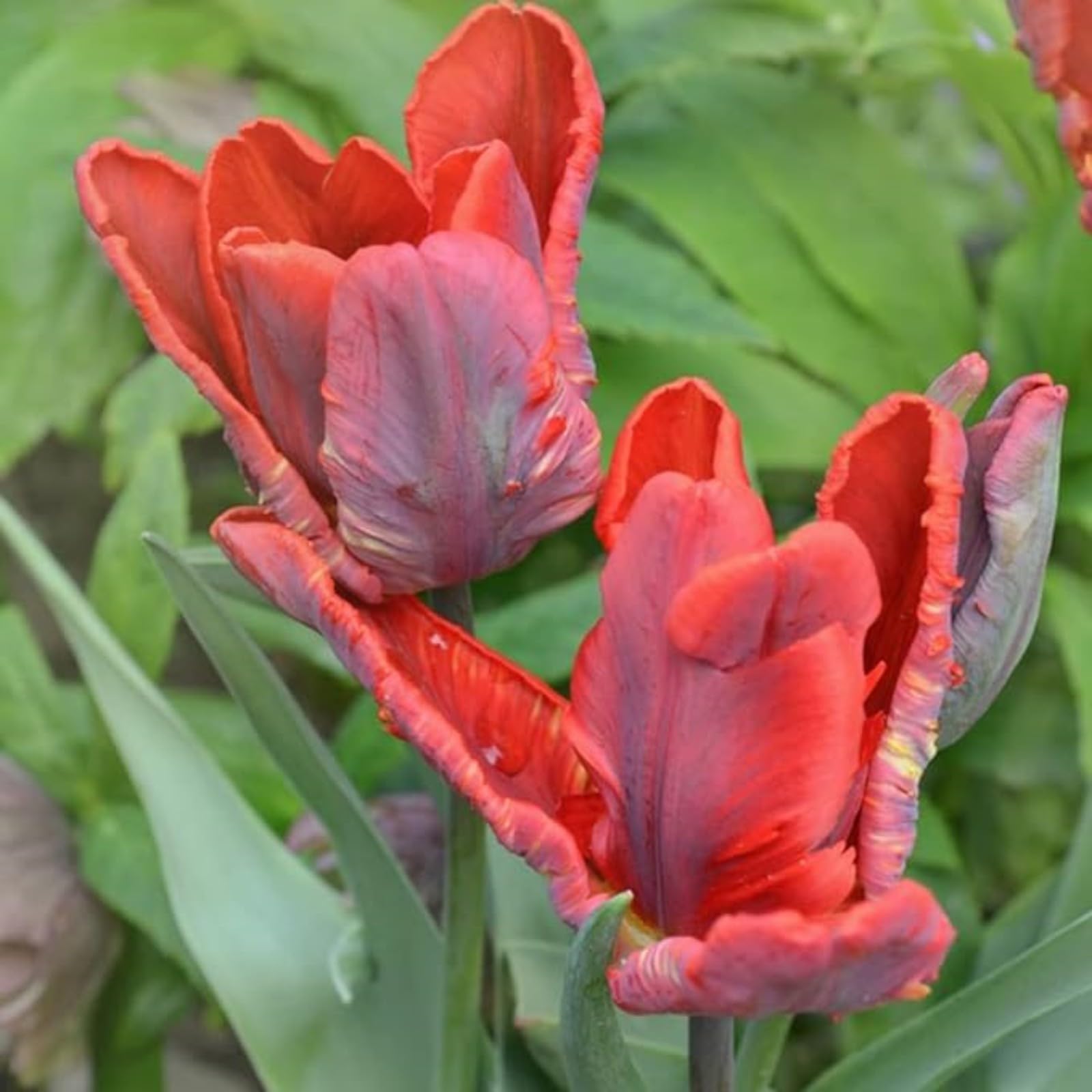 Tulip Bulbs for Planting Now UK Ornamental Excellent Display Plant Bulbs Greening Flower Good for Containers Natural Organic Easy Plant Perennial Unique-8Bulbs-H