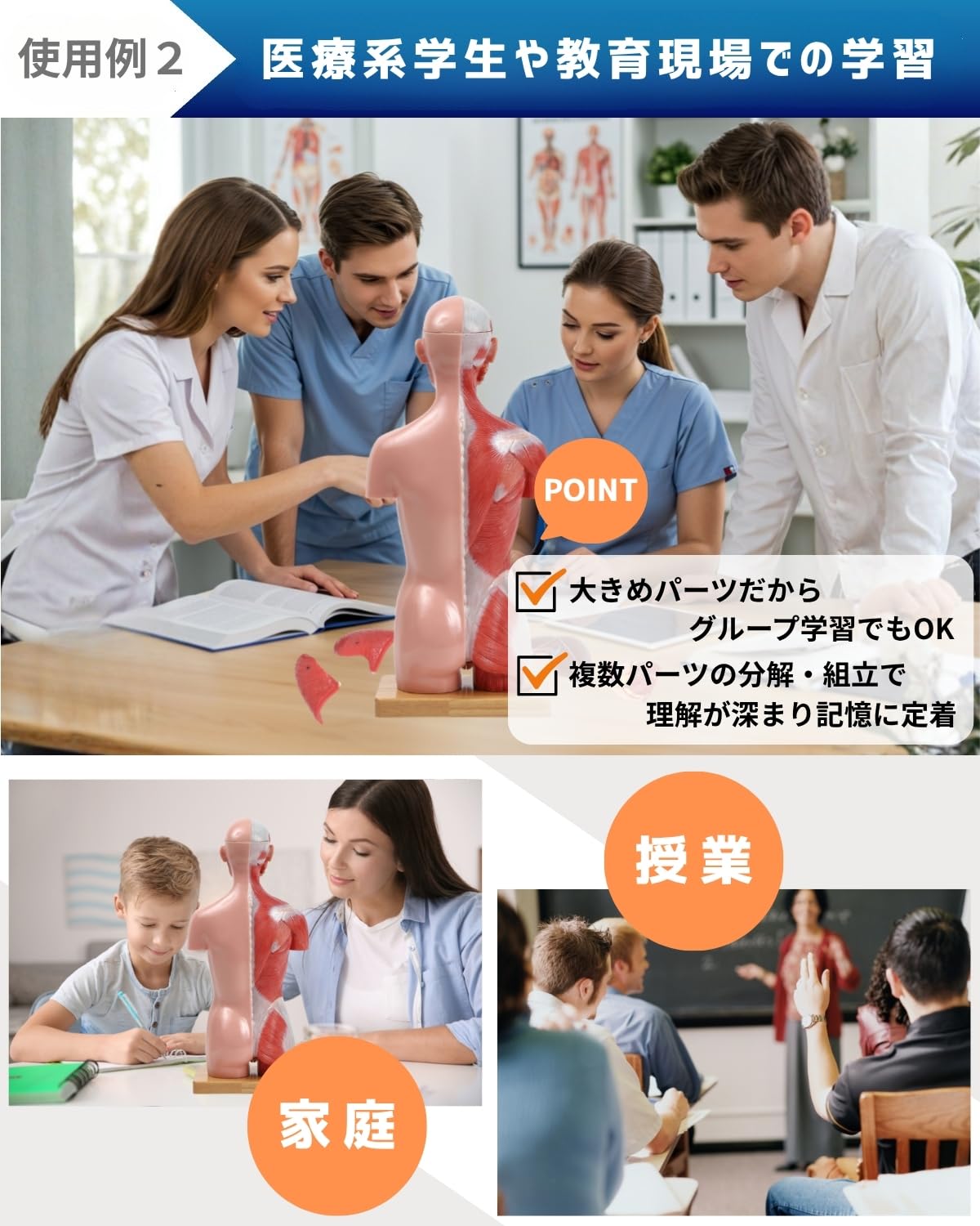 Amazon.co.jp: KIYOMARU 45cm解剖人体模型 ソフトな質感で16分解 理学