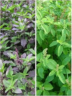 Combo of 2 Rama Tulsi & Krishna Tulsi Real Rama Shyama Ayurvedic Tulsi Plants Kali Hari Green Black Medicinal Tulsi