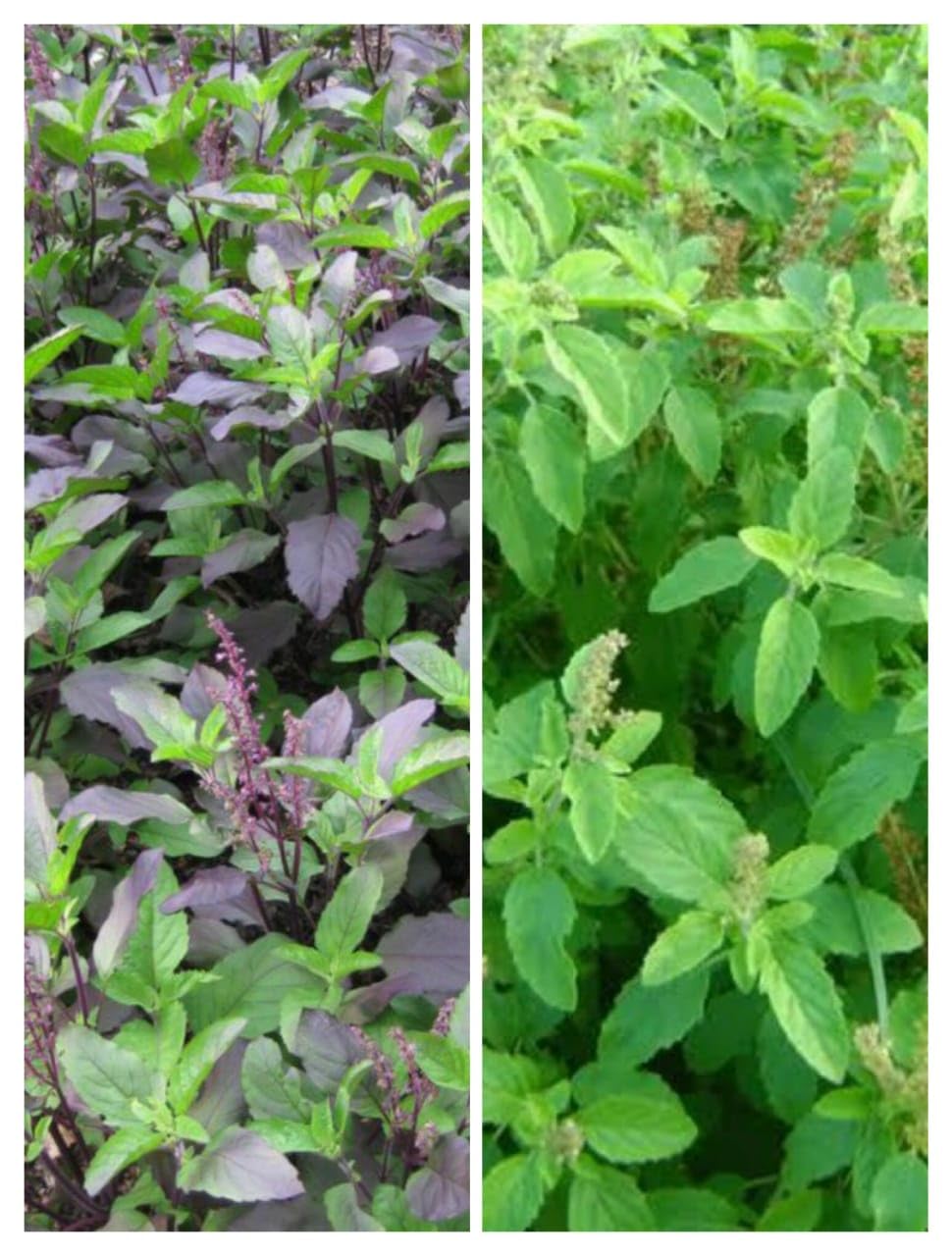 Combo of 2 Rama Tulsi & Krishna Tulsi Real Rama Shyama Ayurvedic Tulsi Plants Kali Hari Green Black Medicinal Tulsi