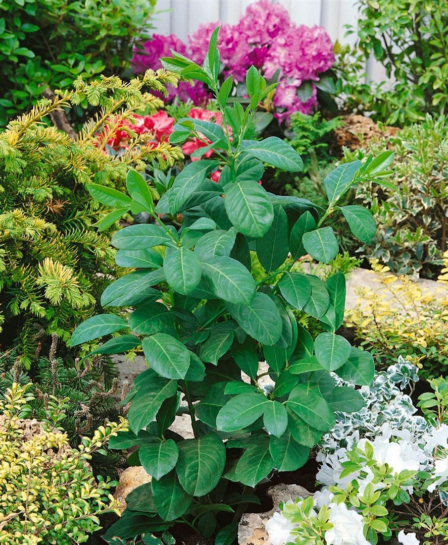 philodendron hybrids Florida - Philodendron hybrid squamiferum X pedatum