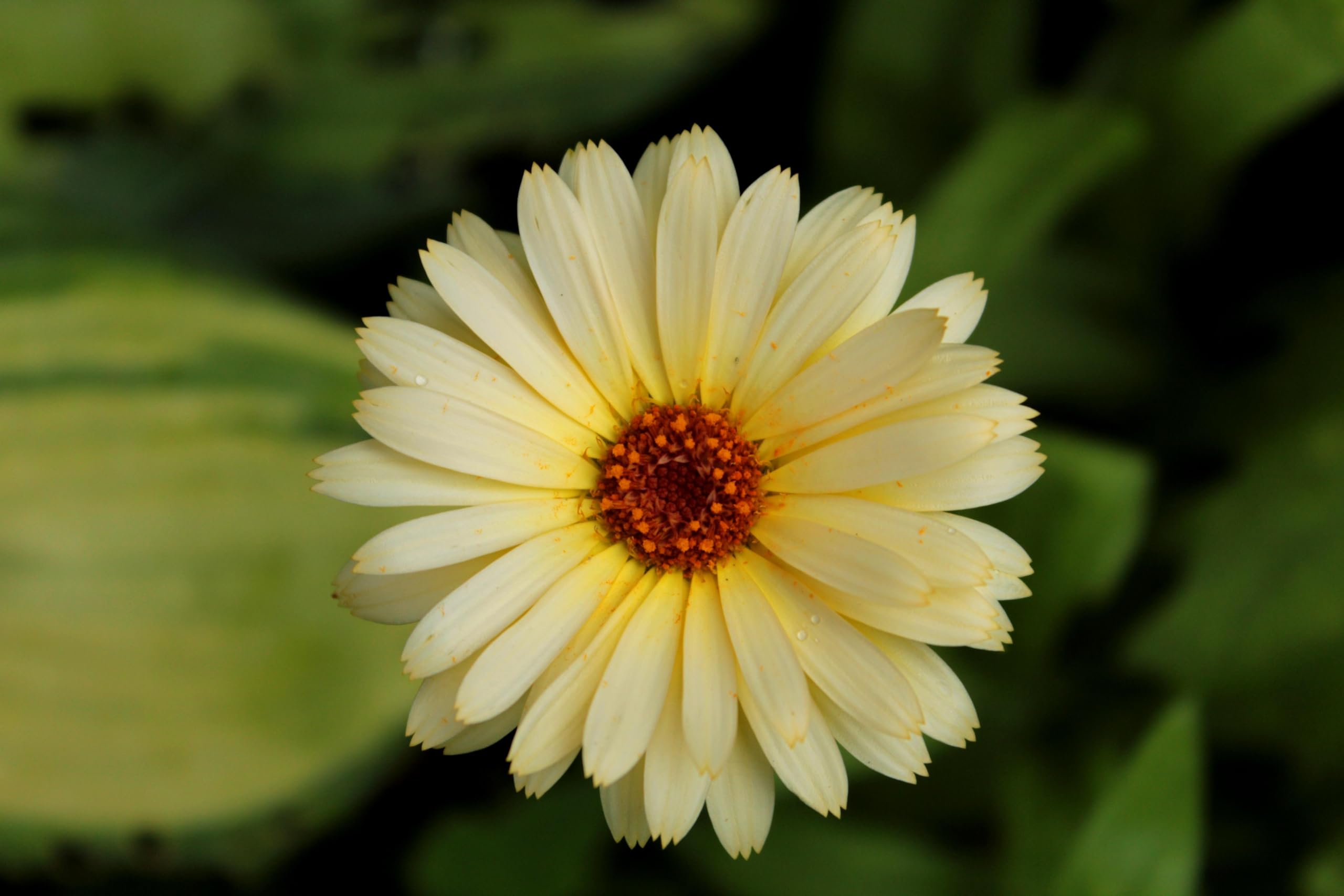 Ringelblumen Mix (Calendula officinalis 'Zuchtform') Samen. ´Mit 7 verschiedenen Sorten´. Heilpflanze (20000 Samen = 140,0g)