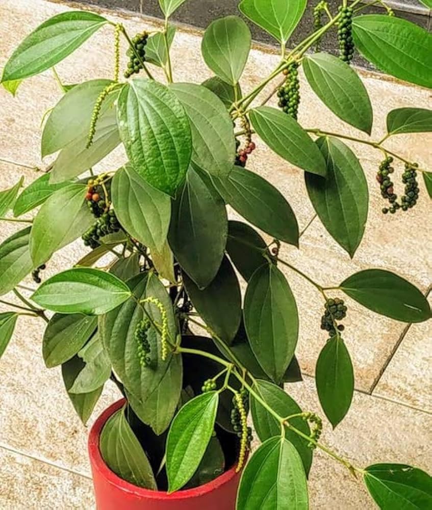Natural Kali mirch ka plant,kali mirch Plant pack of 1 (B0CKXXXJSP) Amazon Price History, Amazon Price Tracker