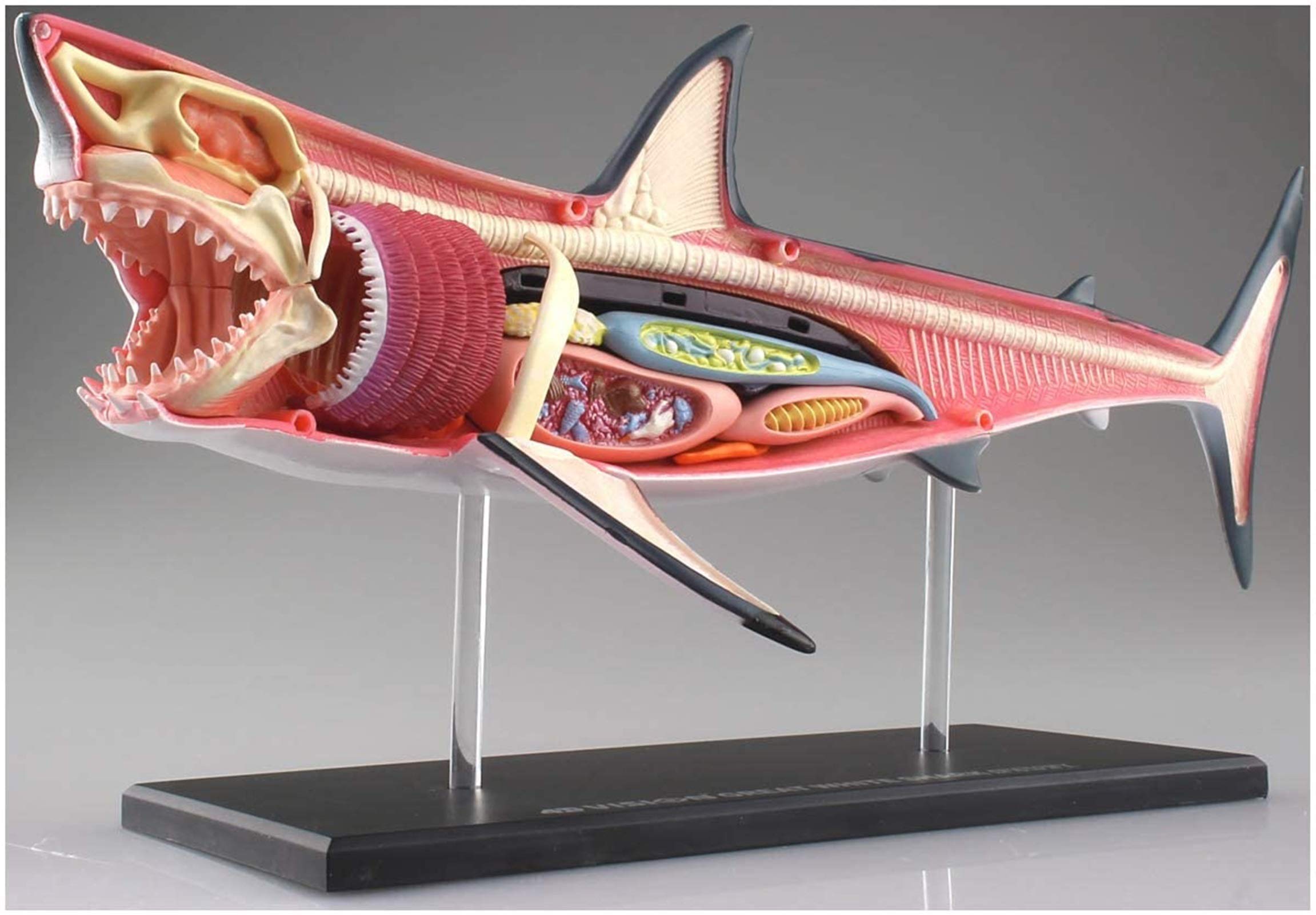 Modell Medizinisches Lehrmodell Haifisch Anatomie-Modell - Tieranatomyisches Modell - 20 abnehmbare Organe und Körperteile Biologie Unterrichtsmodell - für Studienanzeige Lehre