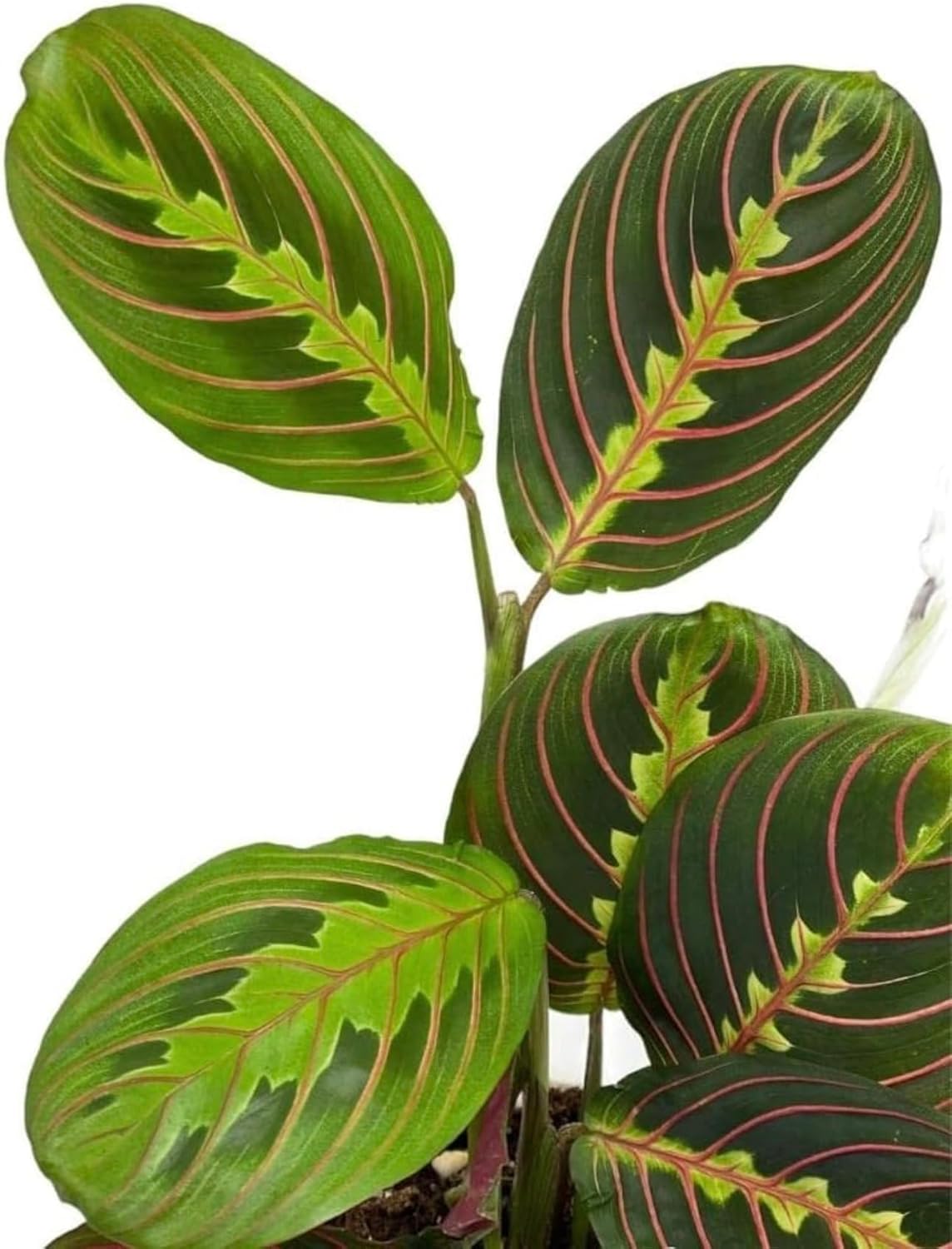 Live Plant, Red Maranta Prayer Plant, Pet Friendly, Air Purifying Plant, Easy Care, Easy to Grow Live Indoor Plant, Houseplant, Rare Indoor Plant, Home Décor Pot (White)
