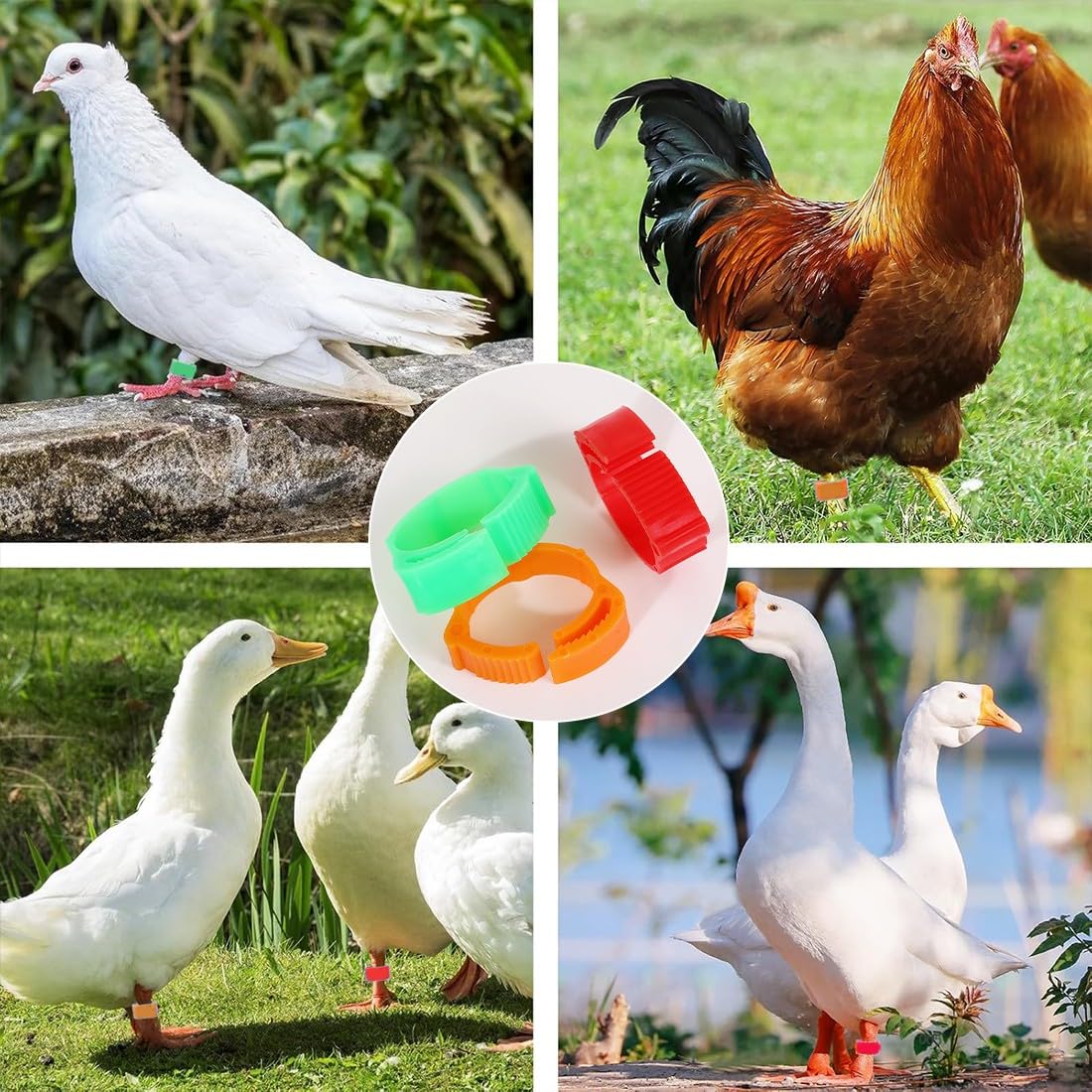JEYORZY 60 Piezas Anillas para Gallinas, Anillos de Marcado para Pollos, Gansos, Patos