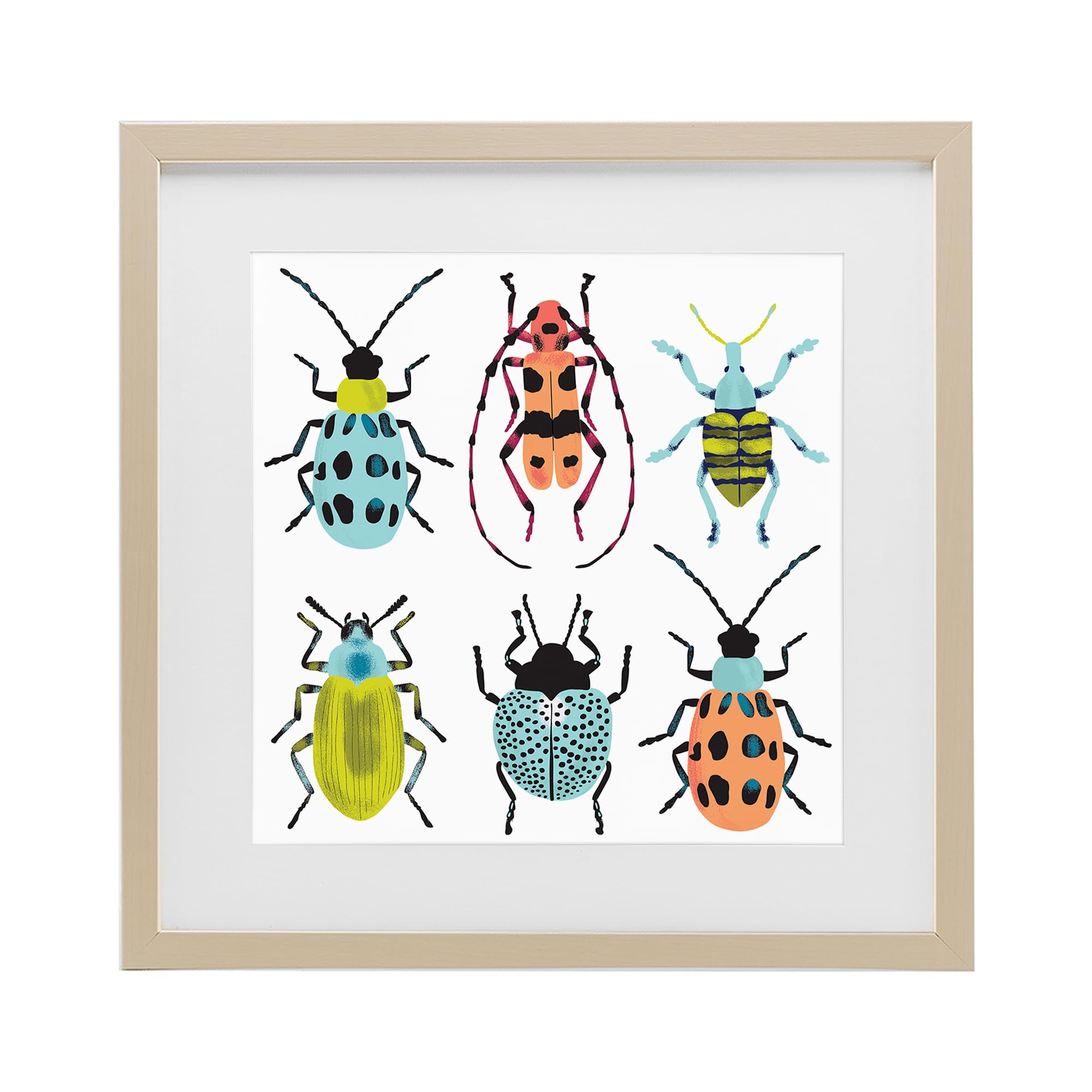 'Beetles & Bugs Collection'| Framed Print Under Glass
