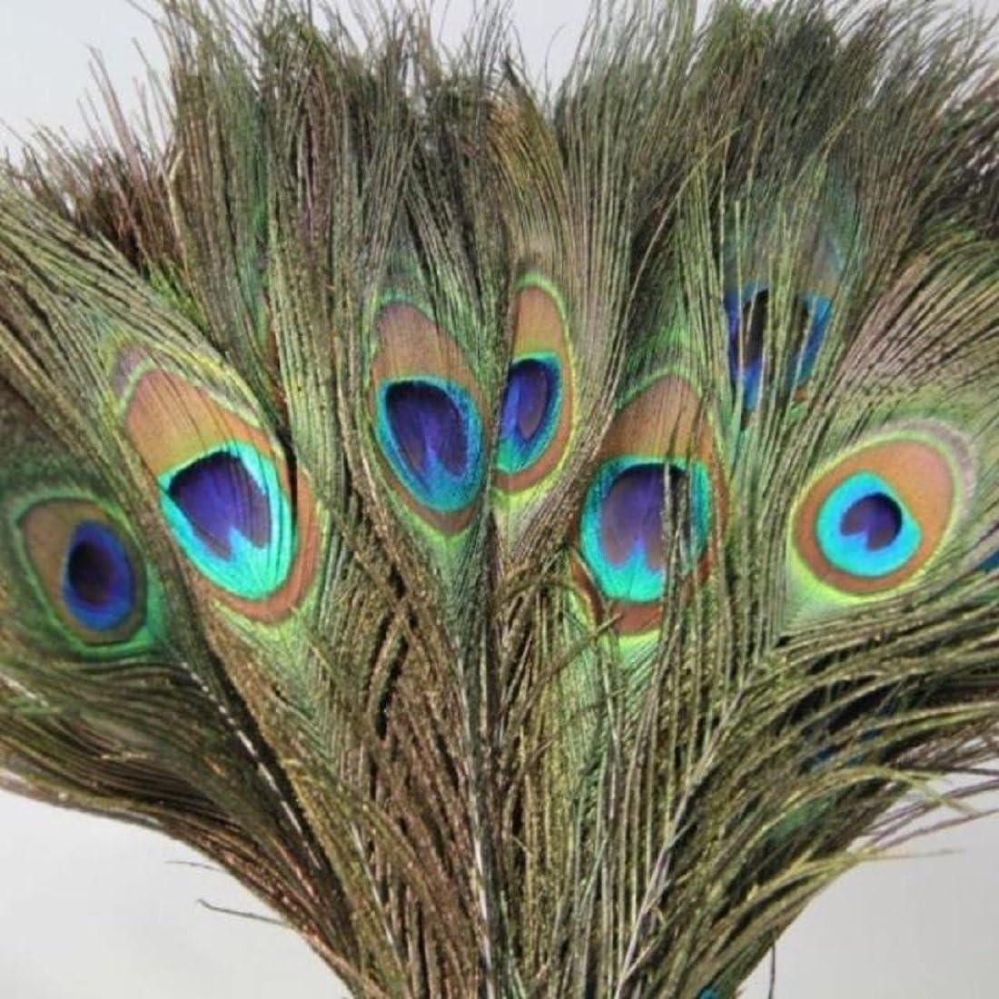 AMAN FANCY RAKHI Peacock Feather Tails in Full Length 30 to 35 Inch (Pack of 10).