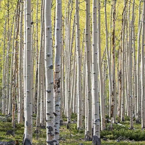 150 White Paper Birch Tree Seeds For Planting #TOP4