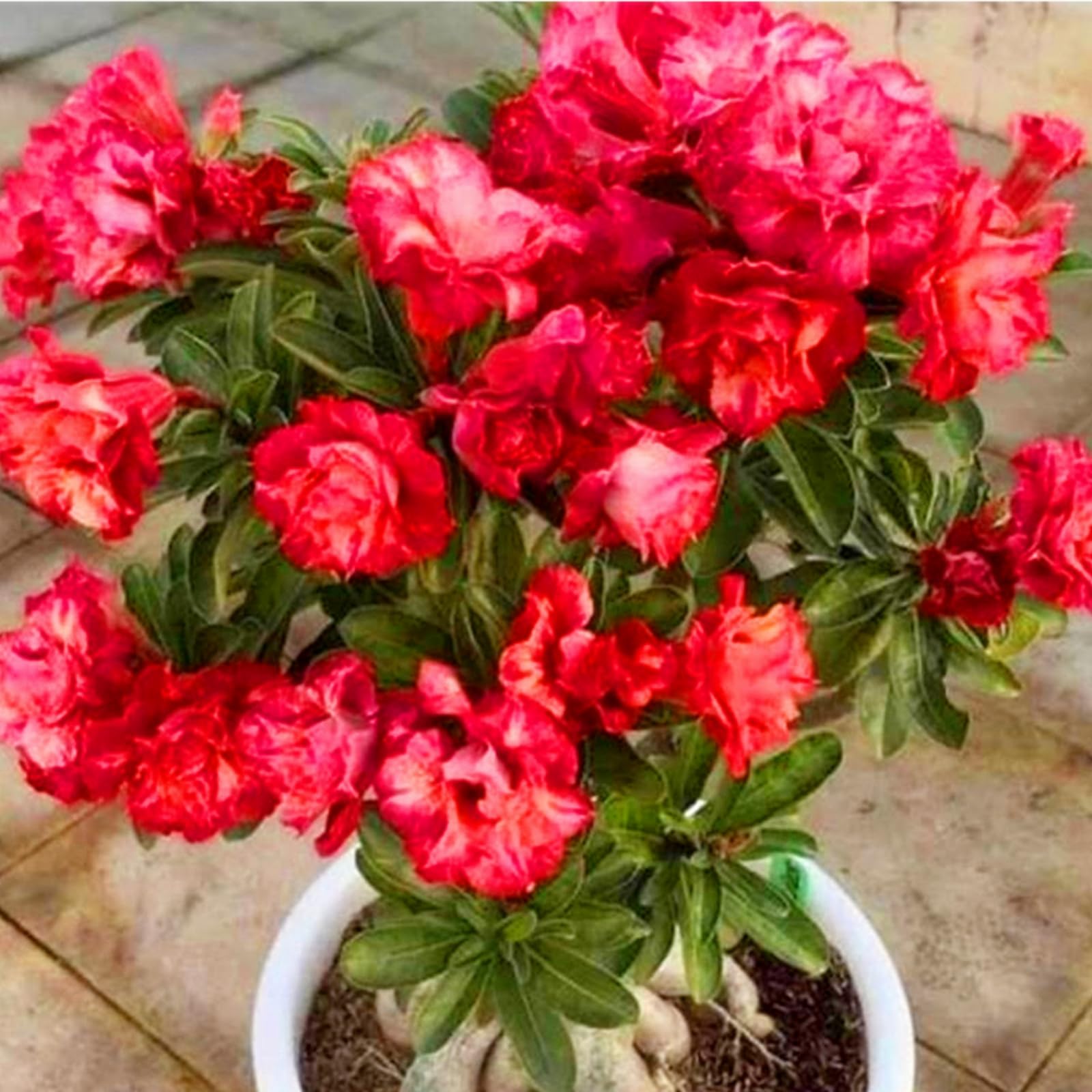 Desert Rose Bulbs,Easy to Plant, Perennial Desert Rose- Fragrant Flowers-Ready to Plant Garden Displays, Ornamental Flowers,-1Bulbs-C