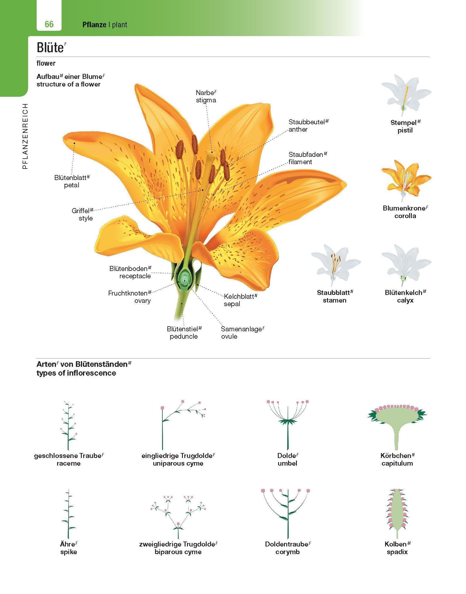 Langenscheidt Illustriertes Wörterbuch Englisch: Reich an Details in Wort und Bild