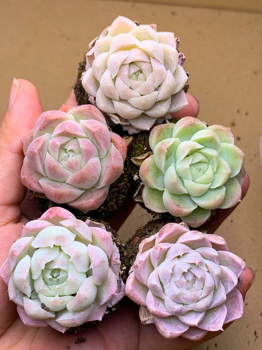 韓国多肉植物 韓国苗 エケベリア Echeveria 235 Blue Elf 34個 (韓国発送)