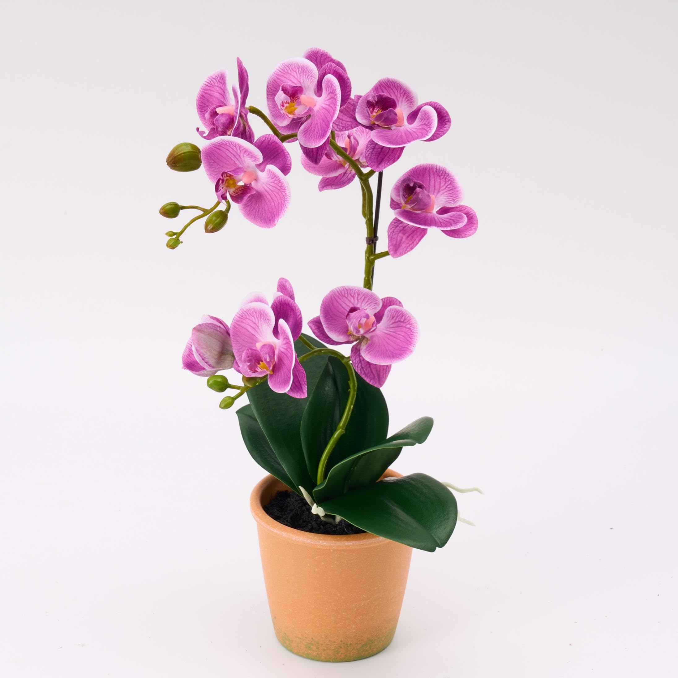 Avoeco Fuchsia Orchid