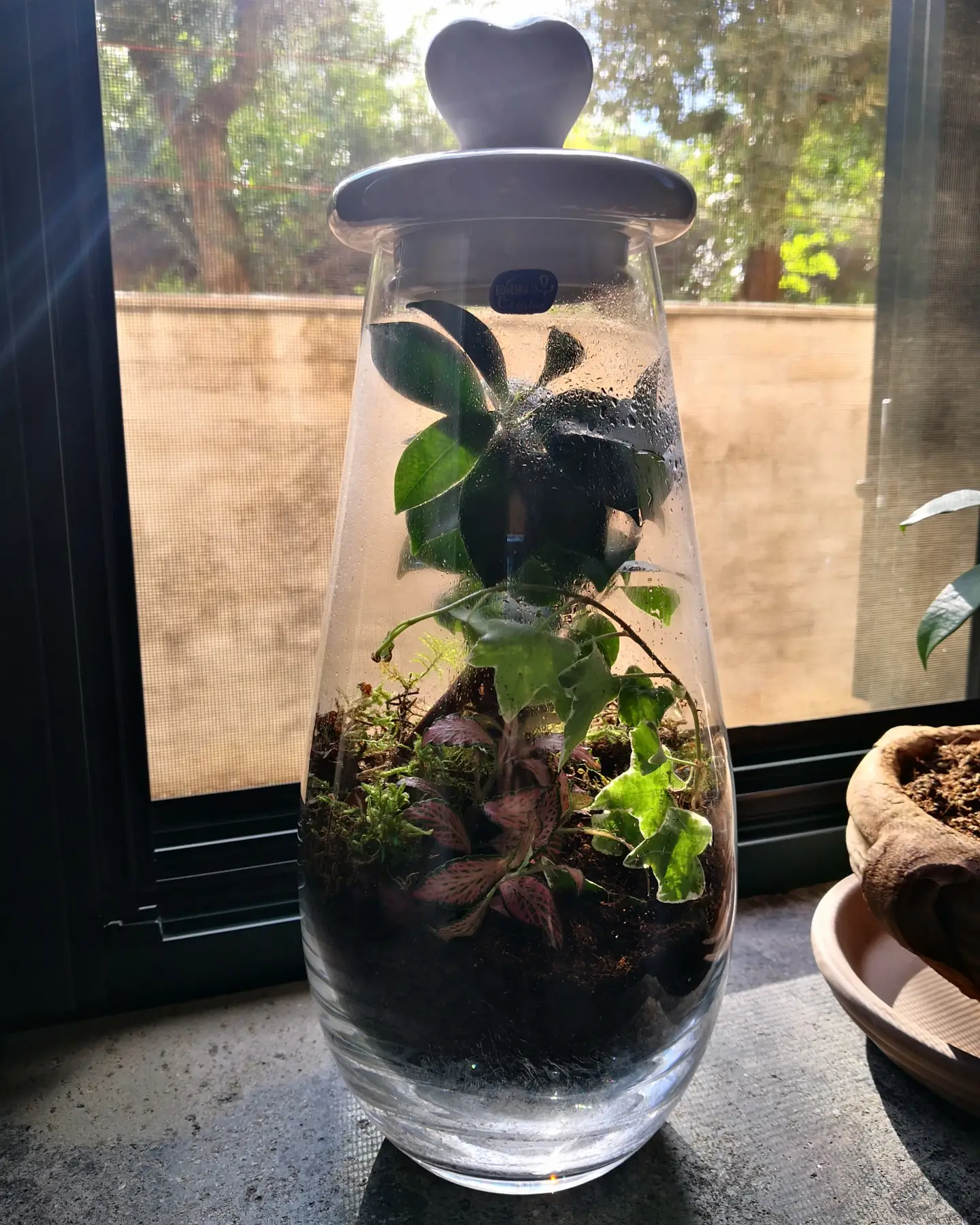 POWERS TO FLOWERS - PILEA DEPRESSA MINI, IDEALE PER TERRARIUM, pianta