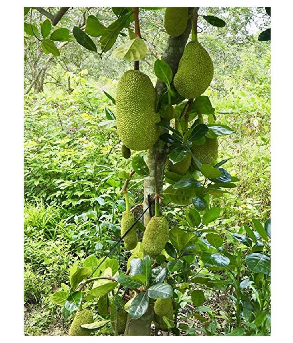 Creative Farmer Vietnam Super Early Jackfruit Plant Home Plant High Yield Live All Season Vietnam Super Early Jackfruit 1 Bud (1 Year Fruiting) Tasty Grafted (Healthy Plant),Live (Healthy Live Plant) (B09SD3VFH3) Amazon Price History, Amazon Price Tracker