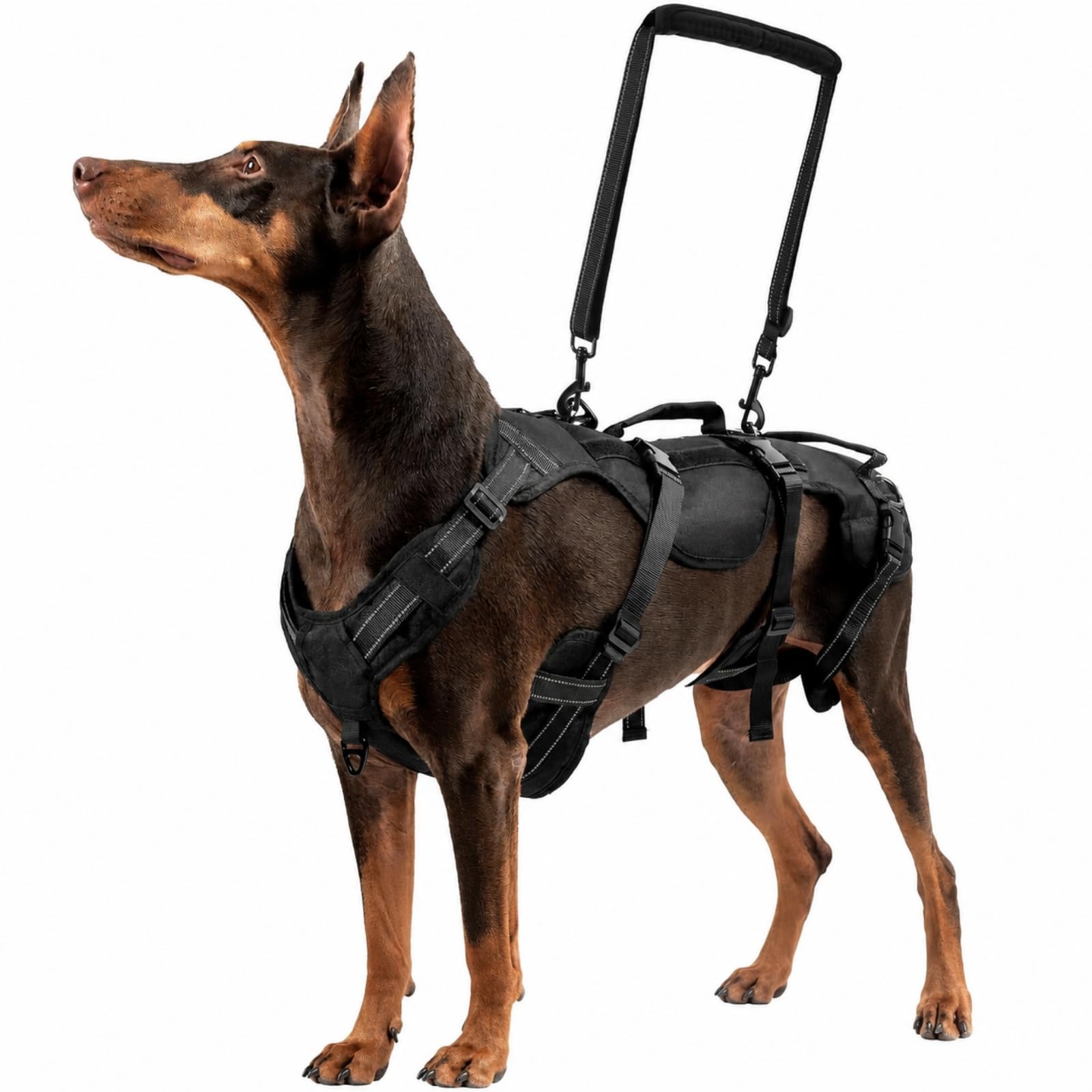 Imbracatura di Riabilitazione Imbottito | Resistente, fascia di Assistenza per Cani, Sicuro, Imbracatura per Cani con Fibbie Chiusura, Passeggiate All'aperto, Nero, XL