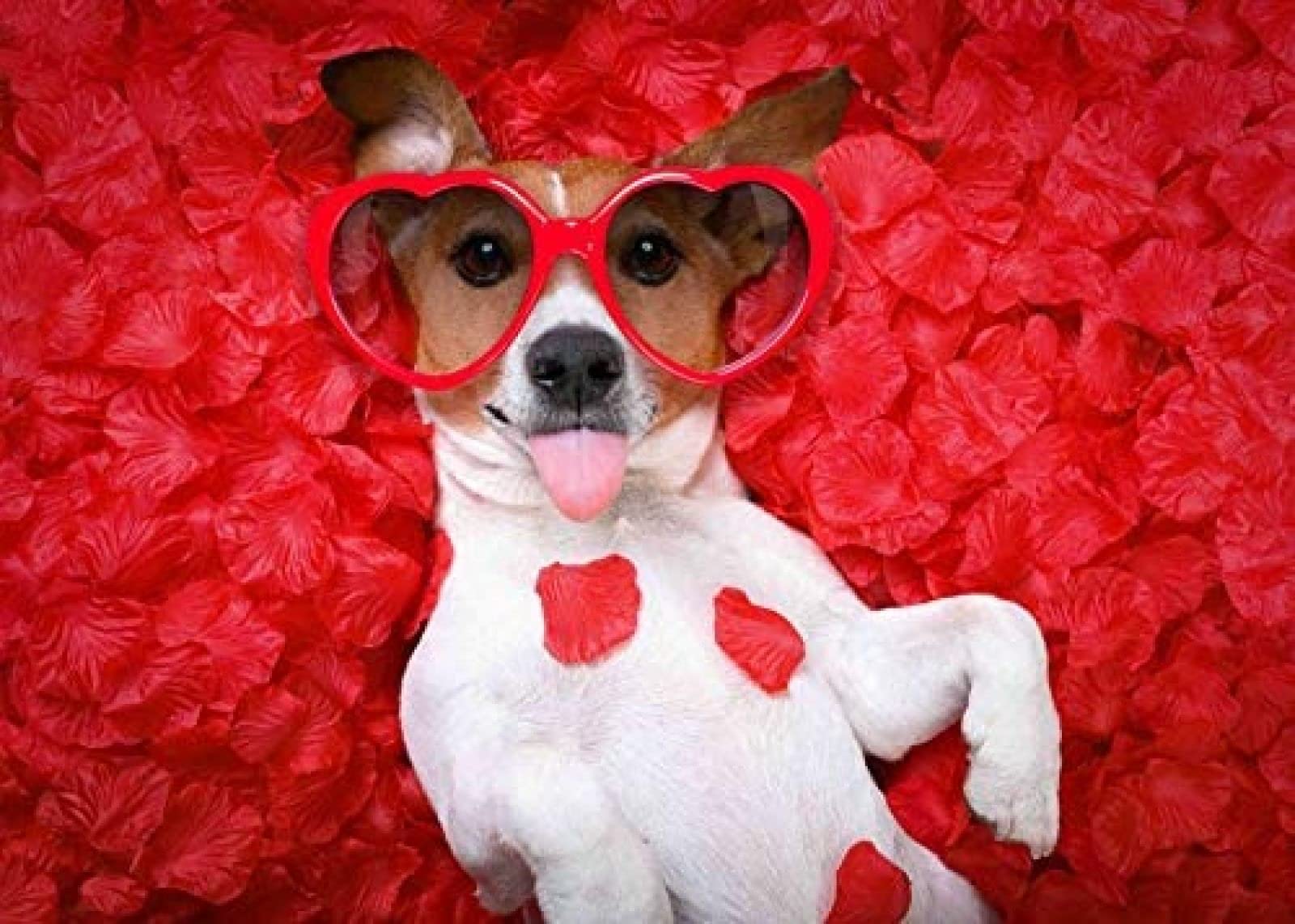 DIY 5D Diamond Painting Kit Pet Dog Jack Russell Terrier Cross Stitch Home Decoration Diamond Embroidery Mosaic Art 40x40cm
