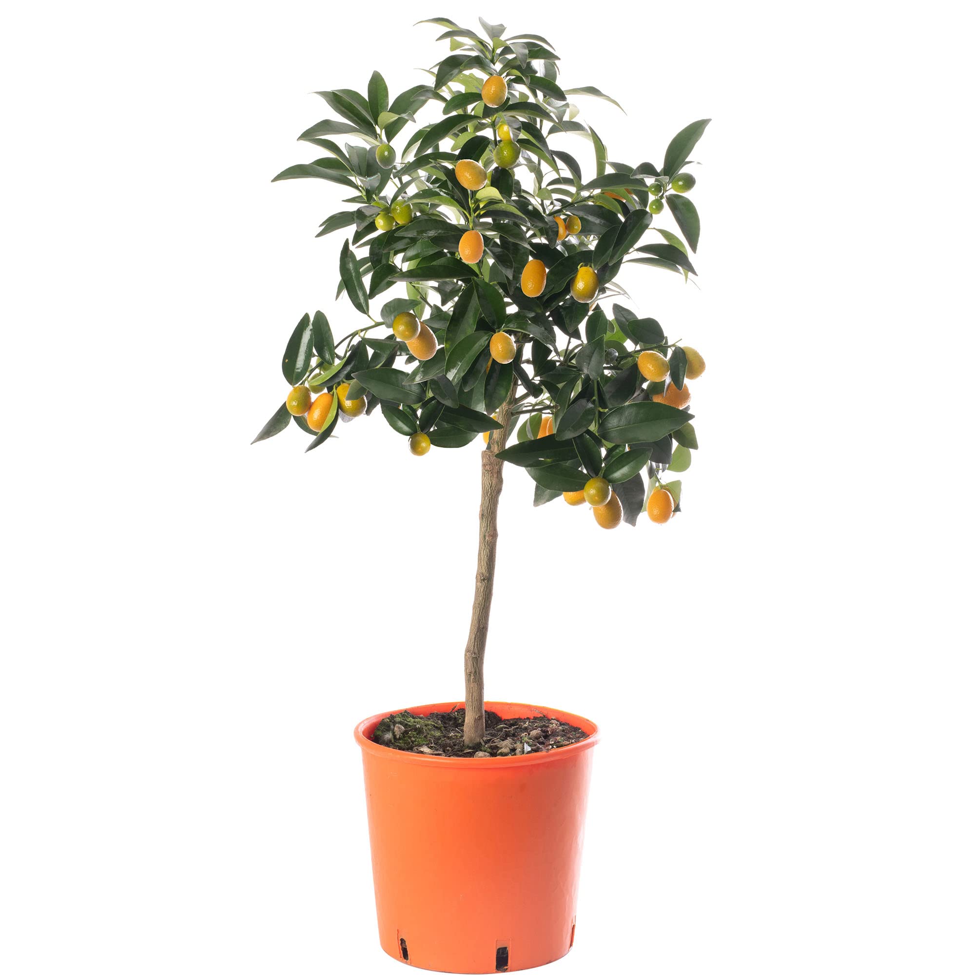 Grand arbre de kumquat citronné, cultivez vos propres fruits à la maison en intérieur ou en extérieur. Jardin.