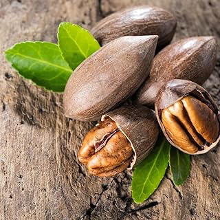 2 Pecan Trees Live Plants, Dormant, Bare Roots, Nuts Tree for Spring Planting, 1-2 Feet Tall, Hardy Pecan Nut Seedlings