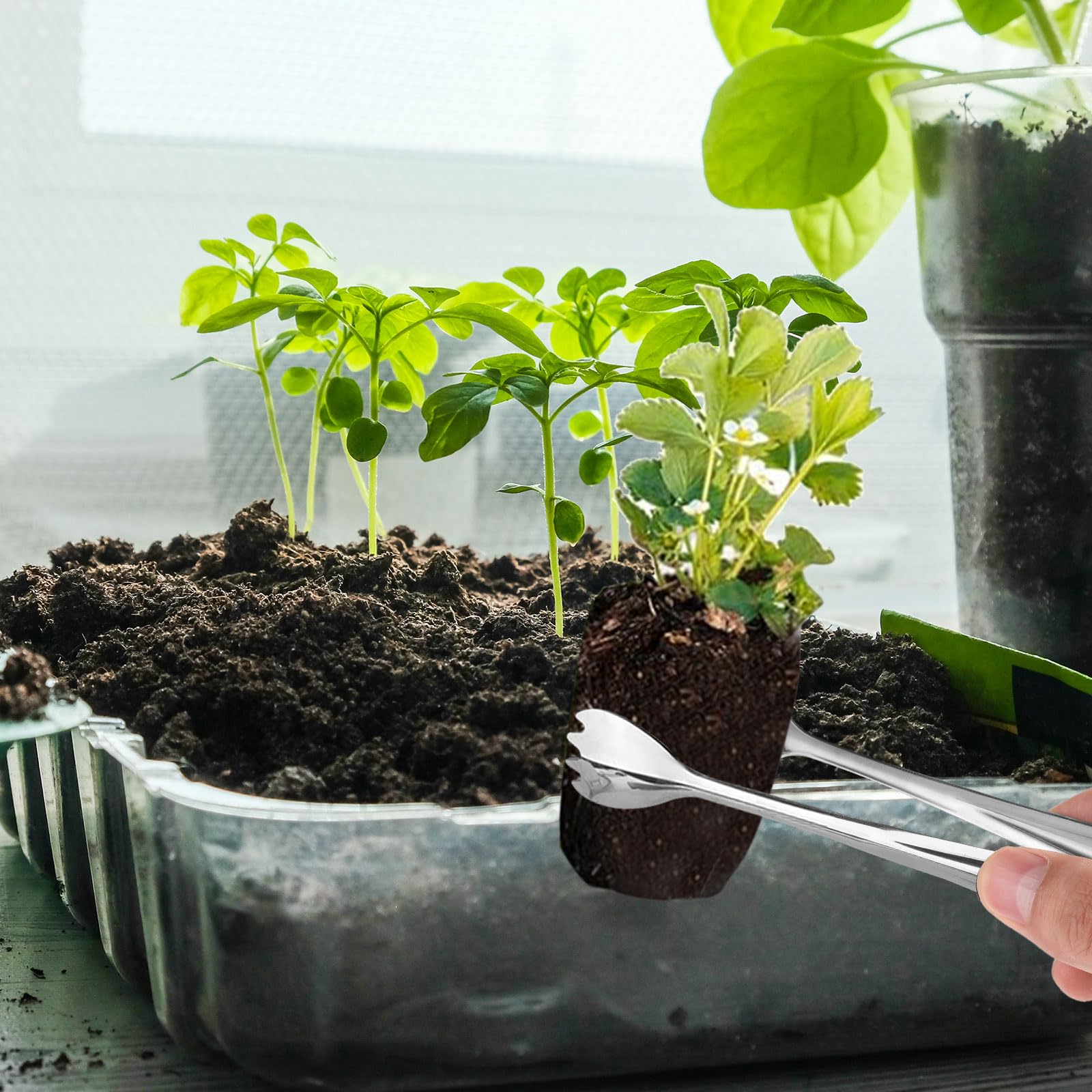 Tinoaly Seedling Transplant Tong - Image 3