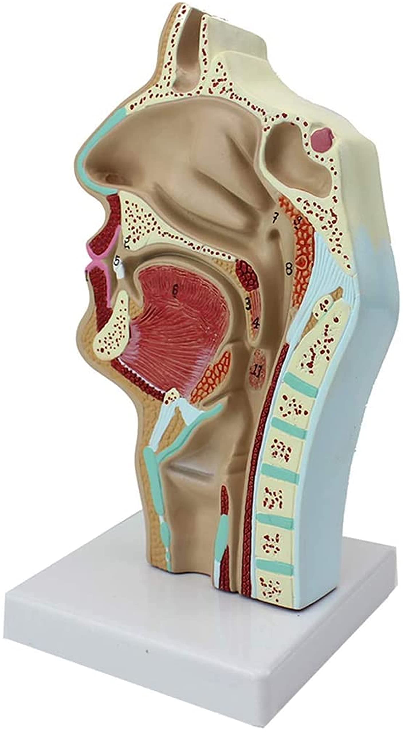 Model Jamy Nosowej O Wielkości Ludzkiej Model Anatomiczny Obszaru Jamy Ustnej I Krtani 1:1 Jamy Nosofaryńskiej, Pomocy Medyczne, Modele Medyczne I Materiały Demonstracyjne