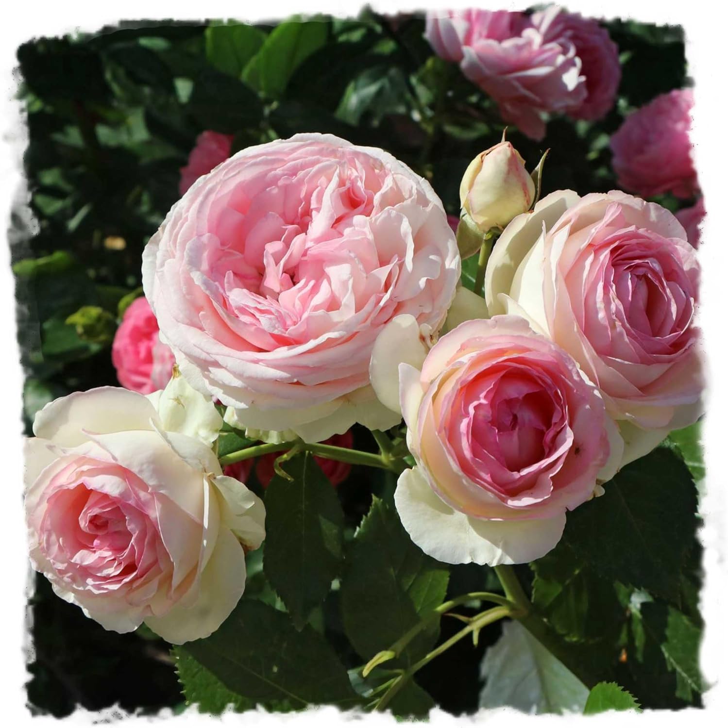 Eden Climbing Rose, 1.5 Gal Potted Live Plant, Reblooming Pink Flowers, Own Root, 12 ft Climber, Zones 5-9, Stargazer Perennials