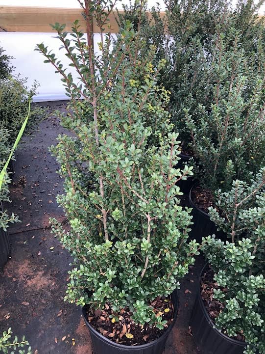 Ilex crenata 'Steeds' Japanese Holly (3 Gallon)
