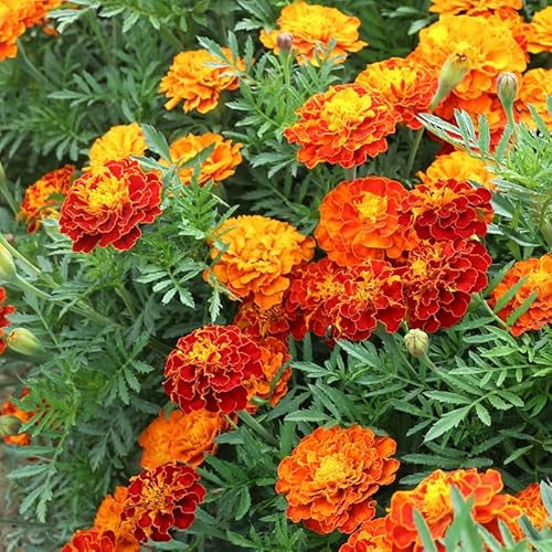 300 Wildflower Seed Mix,Mixed Wildflower Seeds Attract Bees,Attract Butterflies,Attracts Pollinators,Easy To Grow For Home Garden & Container Garden (Marigold Seeds-Sparky French Mixture,1G) #TOP27