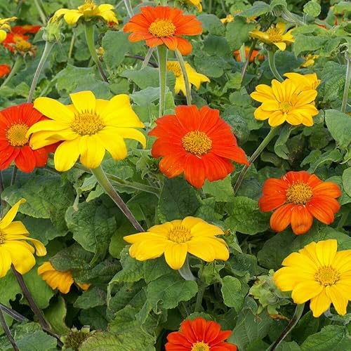 Miniatura 7 de Outsidepride Tithonia Speciosa - Flores cortadas de girasol mexicano rojo - 1000 semillas