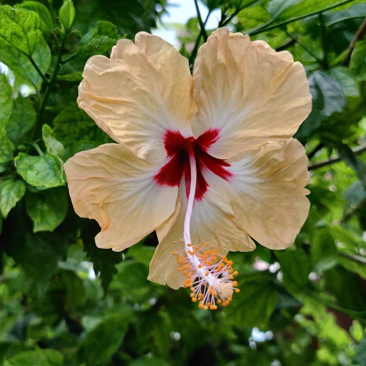 See full amazon price history chart for VGR Gardens? Hibiscus Plant Sandal Color Flower | Sembaruthi Sandal | Desi Sandal | Hibiscus Sandal Plant | live plant | Indoor Outdoor Plant With Pot VGR Gardens? Hibiscus Plant Sandal Color Flower | Sembaruthi Sandal | Desi Sandal | Hibiscus Sandal Plant | live plant | Indoor Outdoor Plant With Pot (B0DBHBVG9C) Amazon Price History, Amazon Price Tracker