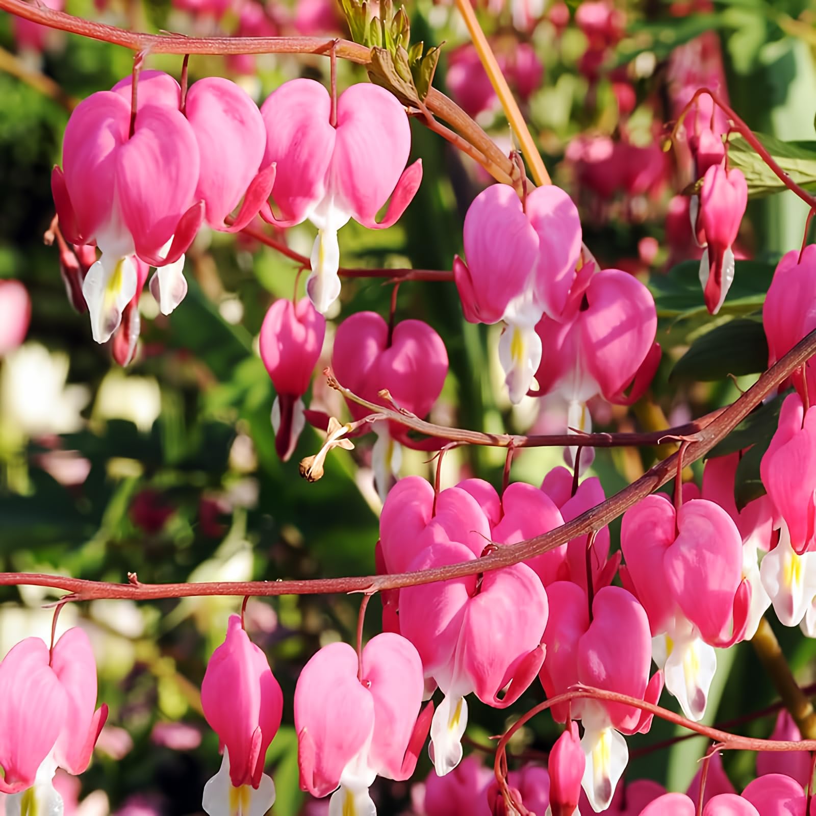 Holland Bulb Farms Pink Bleeding Hearts 3-Pack
