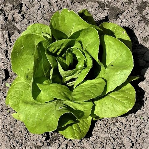 Way-A-Head Butterhead - Semillas de lechuga  Paquete de 100 semillas  Cabezas de mantequilla compactas de hojas verdes saboyas y vibrantes con disponible en Yaxa Colombia