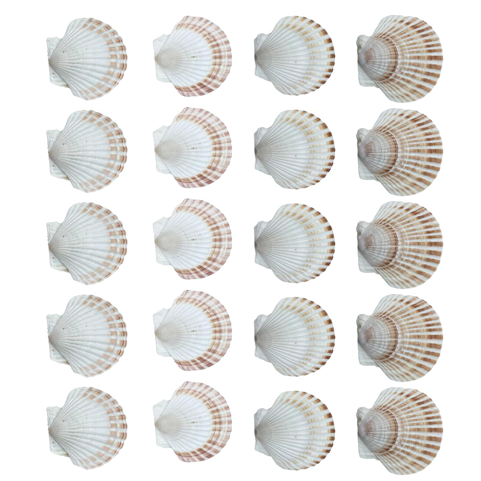 Kalttoy Of 20 White Scalloped Shells for Painting Baking Oceans Themed Party Decoration and Home Accent 6-8cm Seashells Bulk